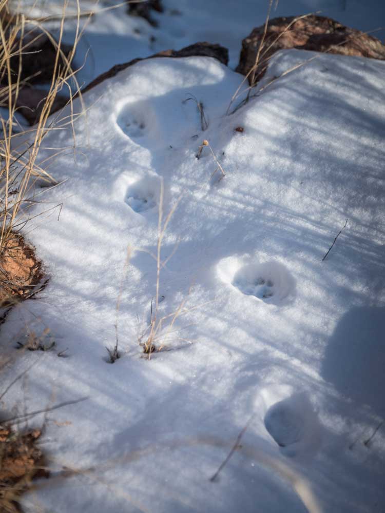 Paw prints on trail. Baby mountain lion? Fox? I’ll never know.