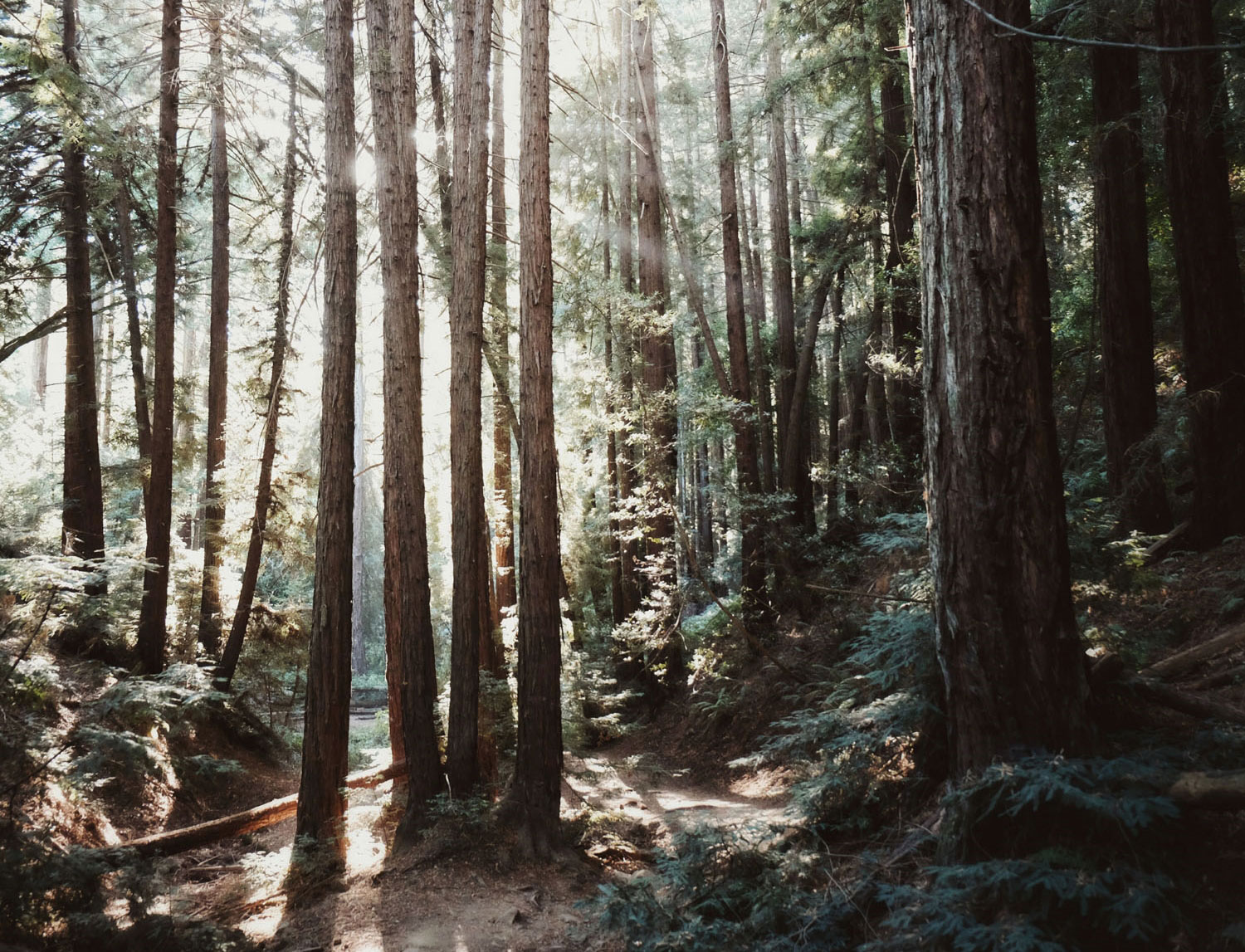 redwoodregionalparkvivianchen-4