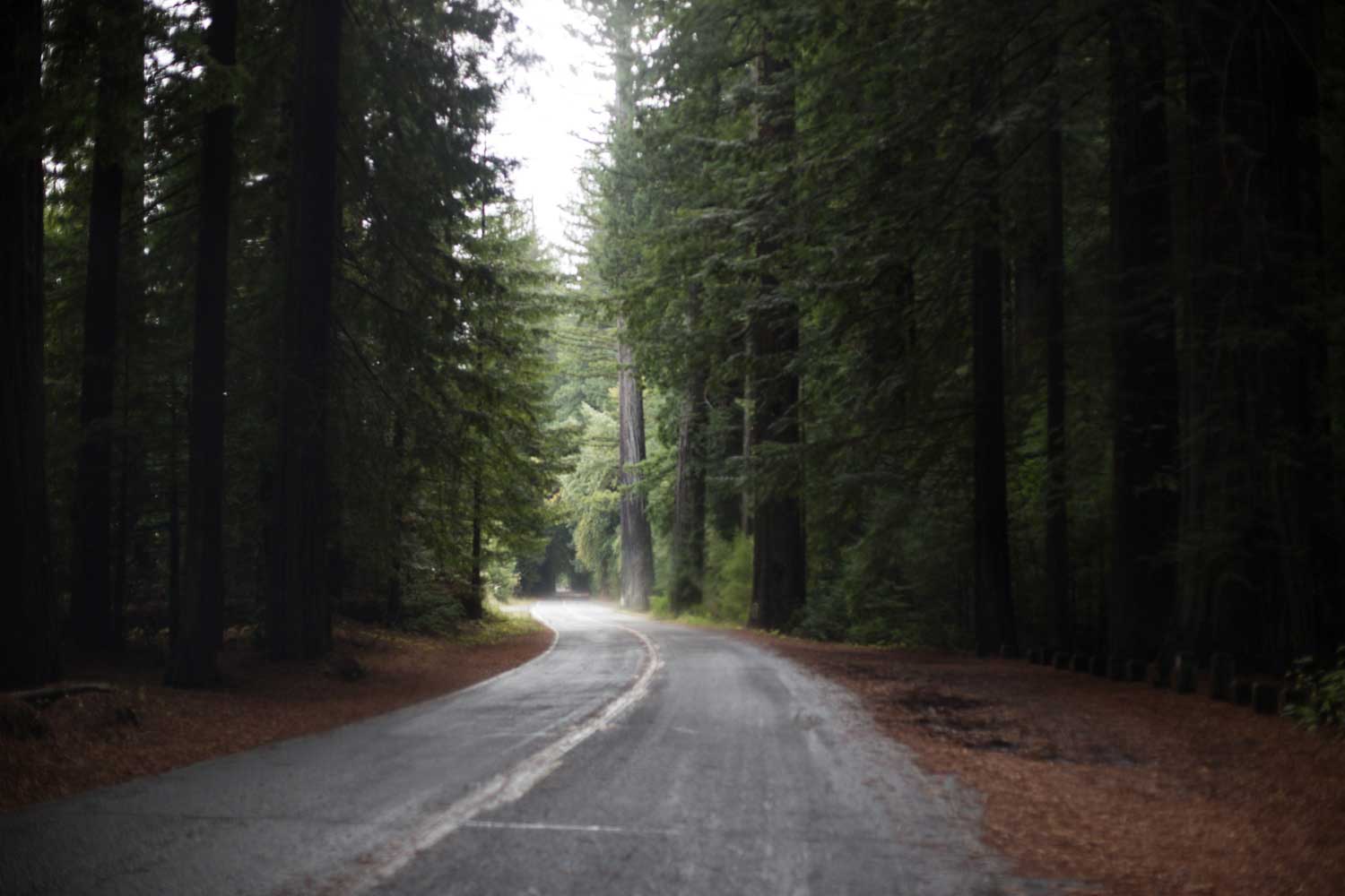 The Redwood Highway, out of focus.