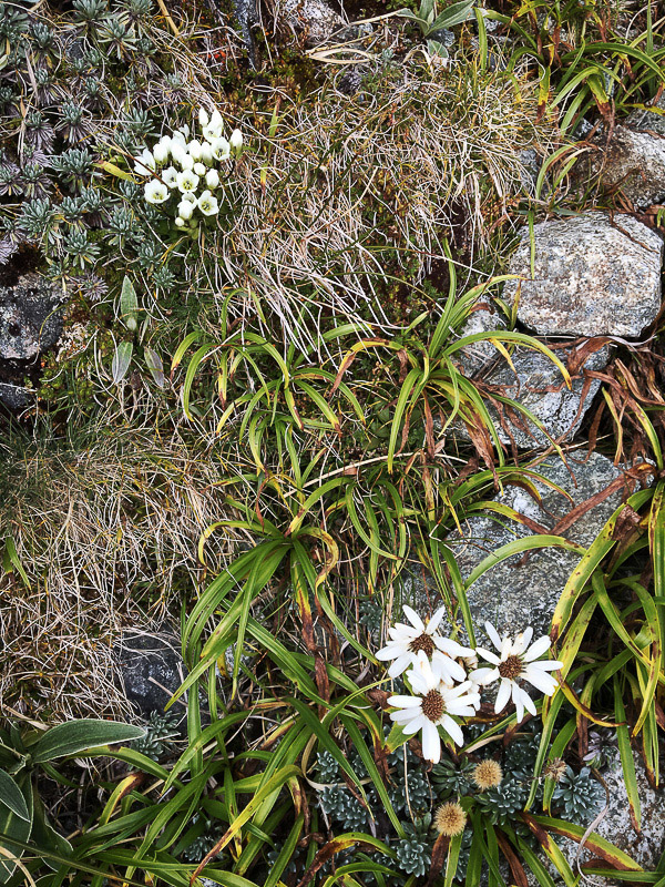 Fiordland wildflower closeup