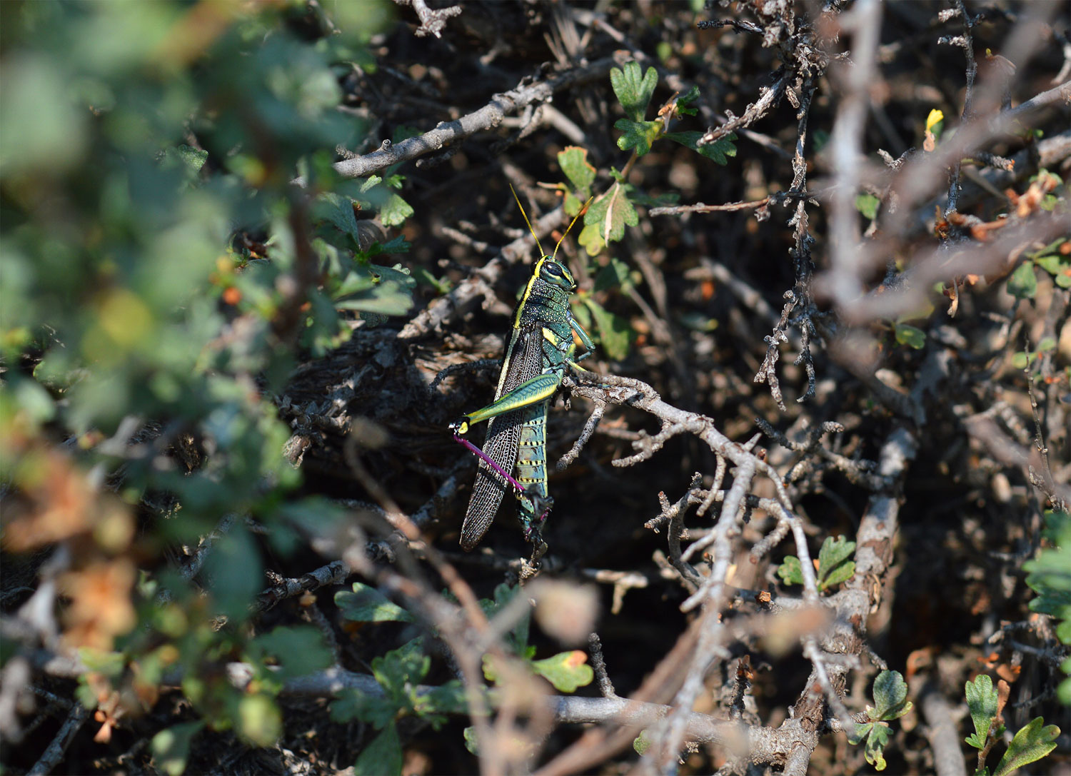 A grasshopper chirps in Craters of the Moon National Monument