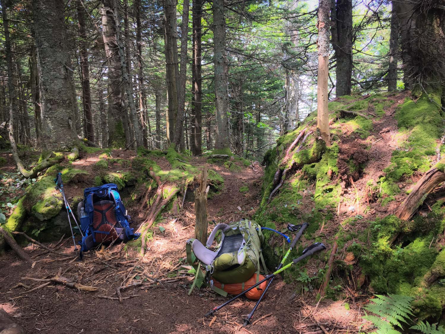 Two backpacks and hiking poles rest in a mossy forest next to the trail. 